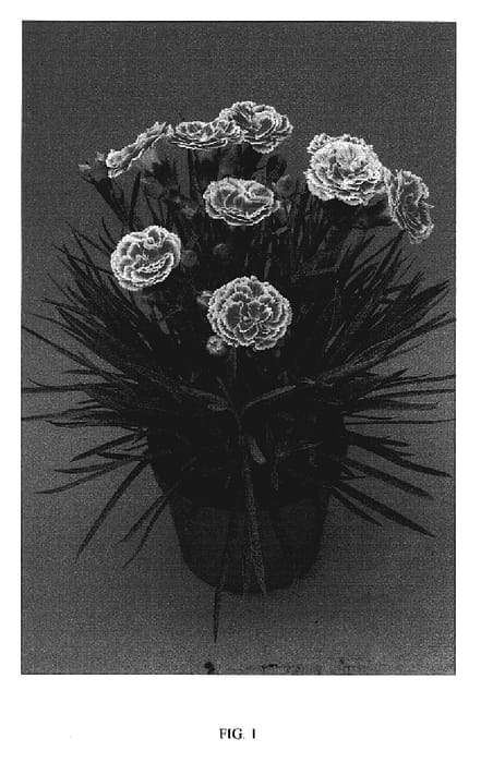 Figure 1 of US plant patent PP19660, the photograph of Coral Reef printed in the patent.