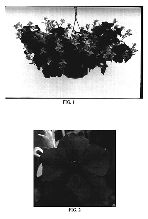Figure 1 of US plant patent PP19661, the photograph of Kerblufan printed in the patent.