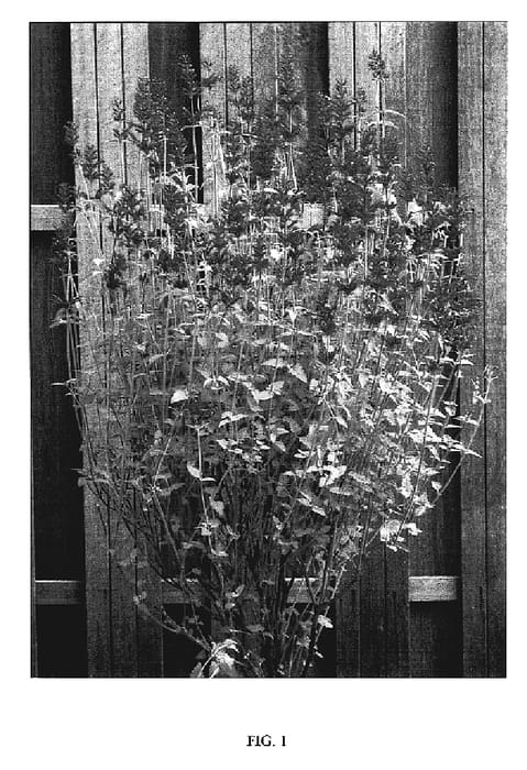 Figure 1 of US plant patent PP19662, the photograph of Heatwave printed in the patent.