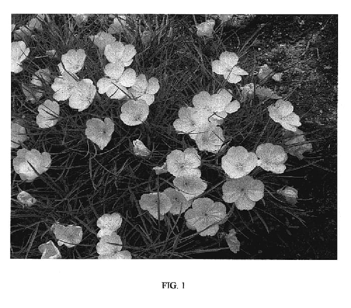 Figure 1 of US plant patent PP19663, the photograph of Shimmer printed in the patent.