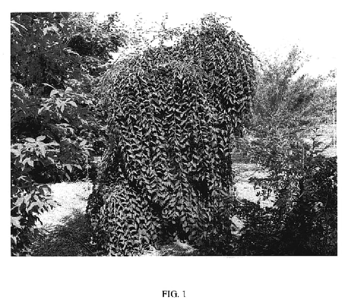 Figure 1 of US plant patent PP19664, the photograph of Fragrant Fountain printed in the patent.
