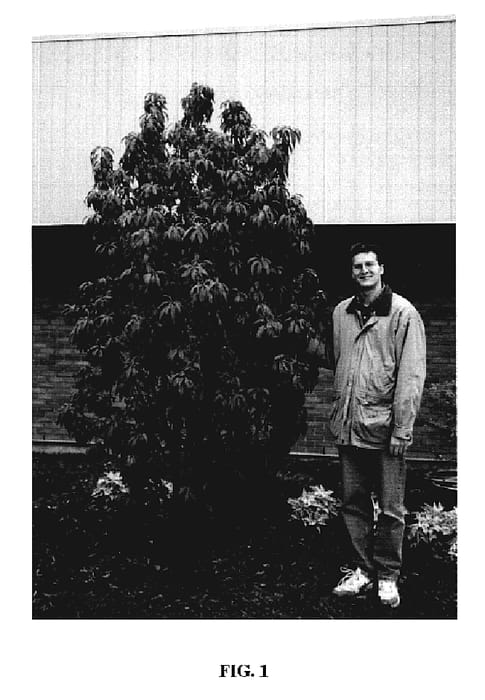 Figure 1 of US plant patent PP19665, the photograph of Jefspur printed in the patent.