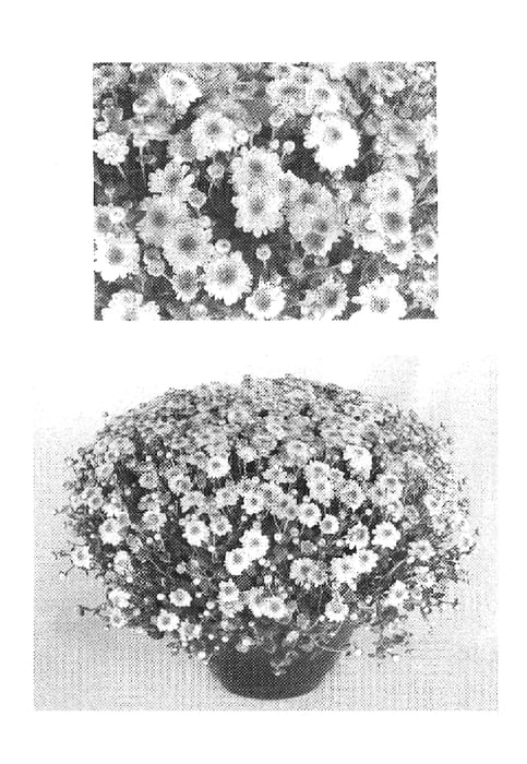 Figure 1 of US plant patent PP19666, the photograph of Yogigi Pink printed in the patent.
