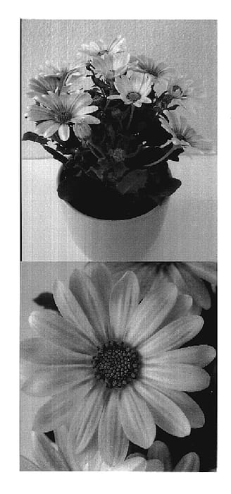 Figure 1 of US plant patent PP19667, the photograph of Sunny Evita printed in the patent.