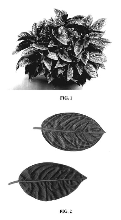 Figure 1 of US plant patent PP19668, the photograph of TWYAG0005 printed in the patent.