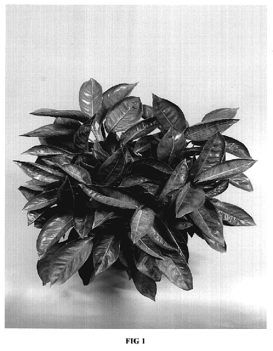 Figure 1 of US plant patent PP19669, the photograph of TWYAG0009B printed in the patent.