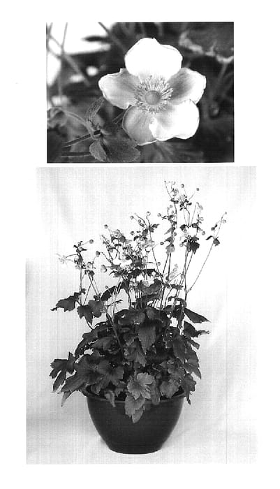 Figure 1 of US plant patent PP19670, the photograph of Little Princess printed in the patent.
