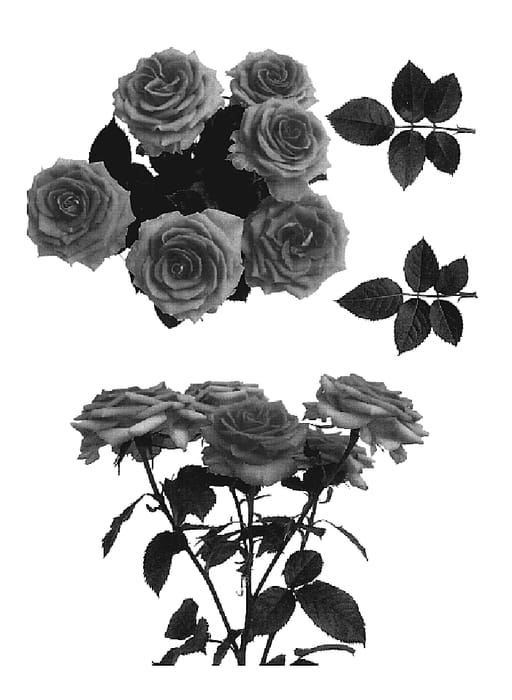Figure 1 of US plant patent PP19671, the photograph of Esm Alandaluz printed in the patent.