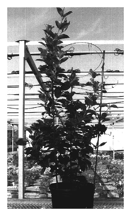 Figure 1 of US plant patent PP19672, the photograph of Sunparabeni printed in the patent.