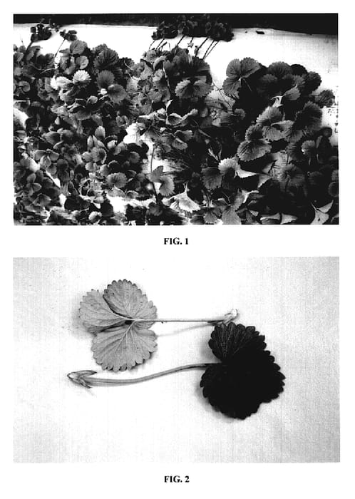 Figure 1 of US plant patent PP19673, the photograph of DrisStrawThree printed in the patent.