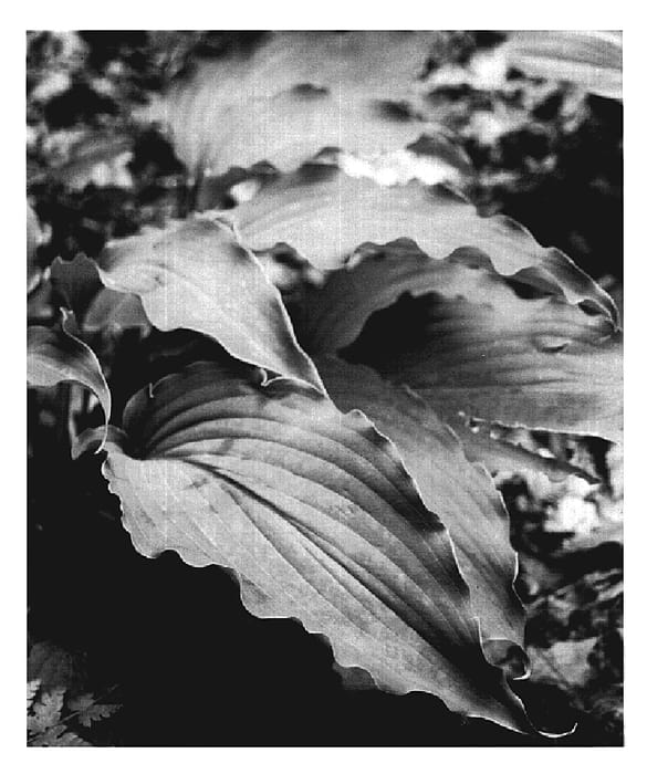 Figure 1 of US plant patent PP19674, the photograph of Neptune printed in the patent.