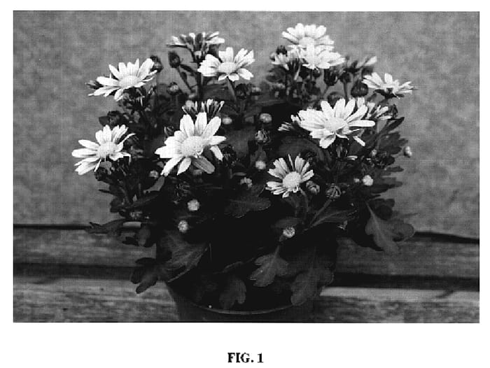 Figure 1 of US plant patent PP19675, the photograph of Power Bronze printed in the patent.