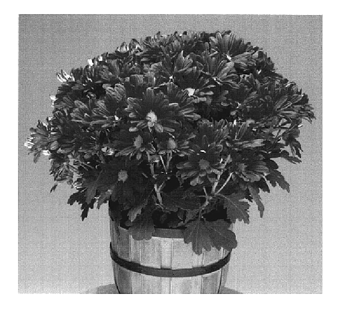 Figure 1 of US plant patent PP19676, the photograph of Regal Yoirvine printed in the patent.