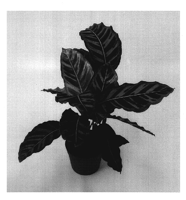 Figure 1 of US plant patent PP19677, the photograph of HGV07 printed in the patent.