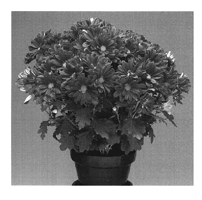 Figure 1 of US plant patent PP19678, the photograph of Dark Bronze Yoirvine printed in the patent.