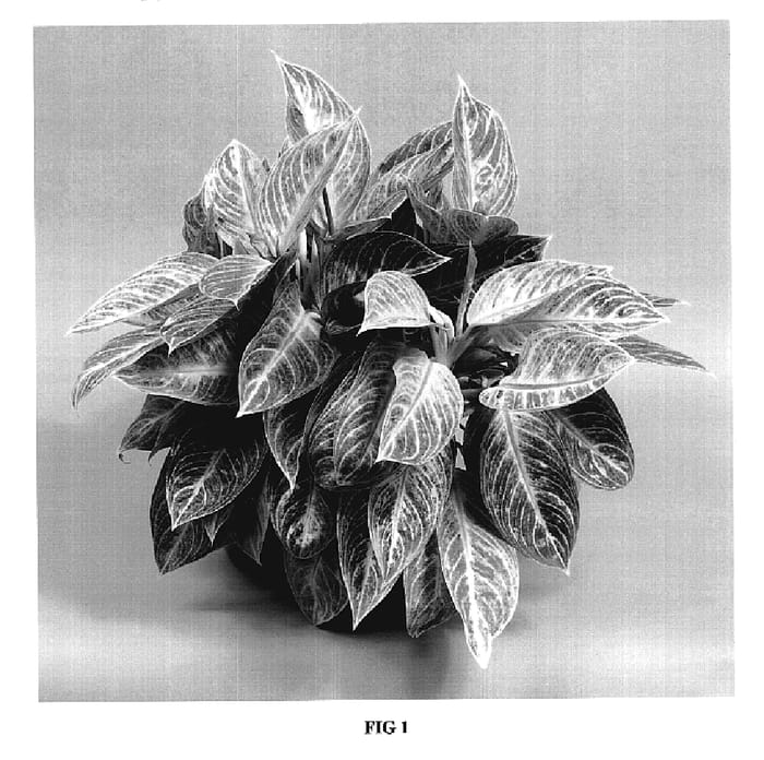 Figure 1 of US plant patent PP19679, the photograph of TWYAG0001 printed in the patent.