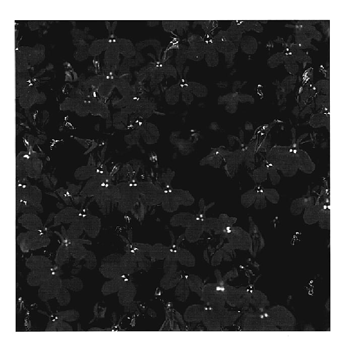 Figure 1 of US plant patent PP19680, the photograph of KLELE06114 printed in the patent.