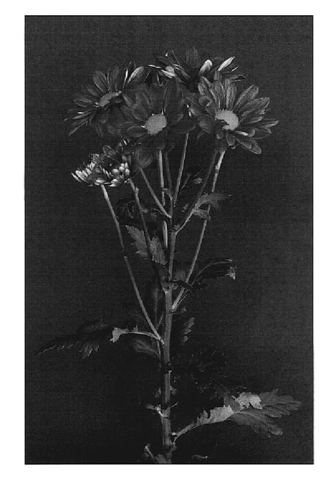 Figure 1 of US plant patent PP19681, the photograph of Yolust printed in the patent.