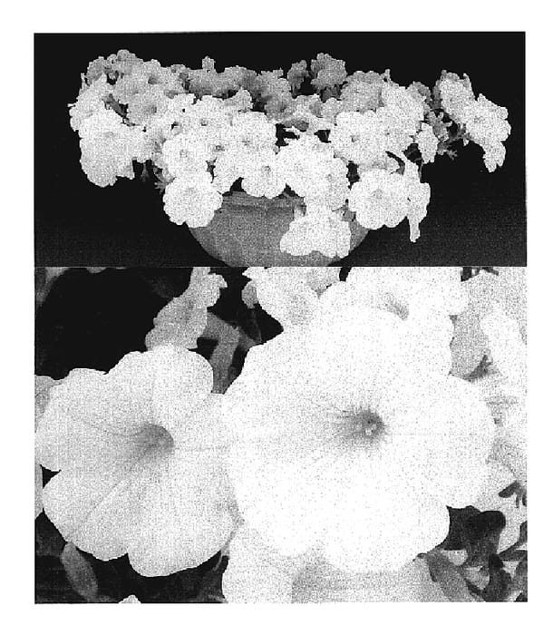 Figure 1 of US plant patent PP19682, the photograph of Sunsurfkuri printed in the patent.