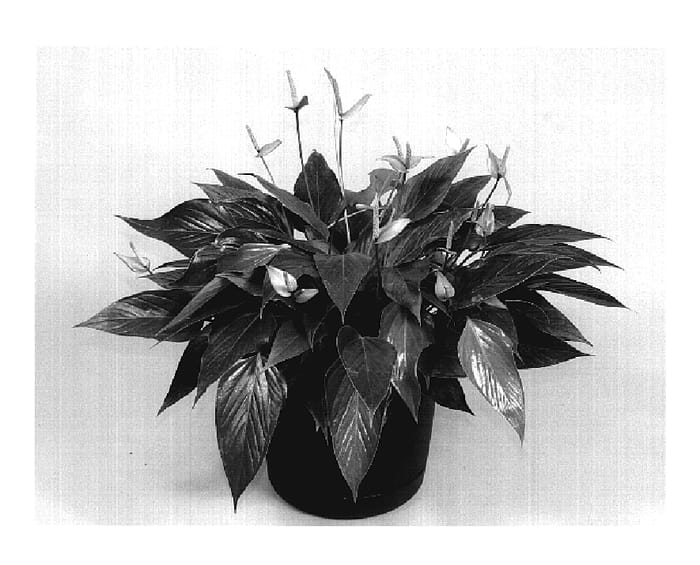 Figure 1 of US plant patent PP19683, the photograph of TWYANAL11 printed in the patent.