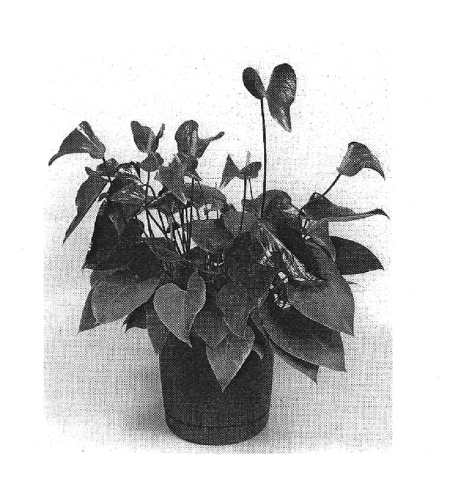 Figure 1 of US plant patent PP19684, the photograph of TWYANBD18 printed in the patent.