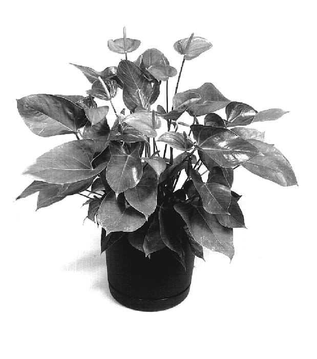Figure 1 of US plant patent PP19685, the photograph of TWYANAG2 printed in the patent.