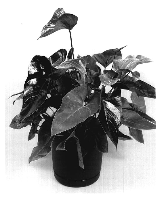 Figure 1 of US plant patent PP19686, the photograph of TWYANBD9 printed in the patent.