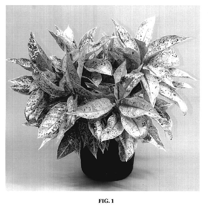 Figure 1 of US plant patent PP19687, the photograph of TWYAG0021 printed in the patent.