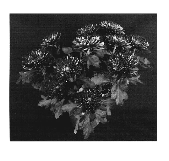 Figure 1 of US plant patent PP19688, the photograph of Yoharvard printed in the patent.