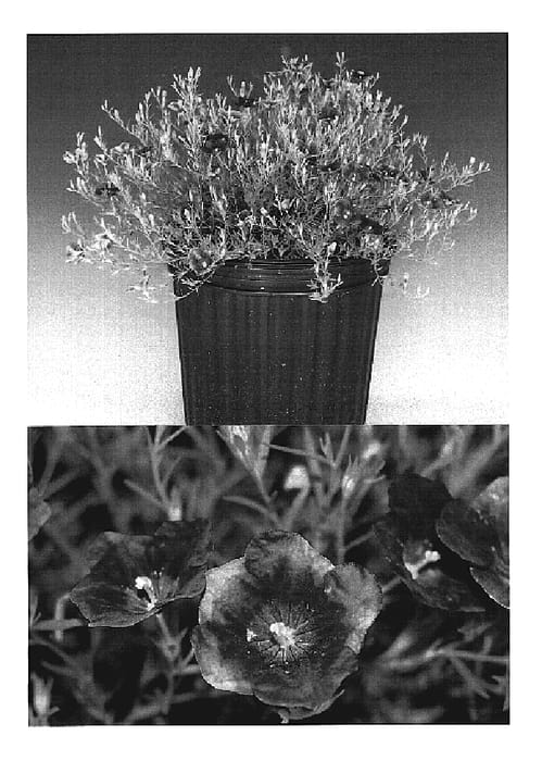 Figure 1 of US plant patent PP19689, the photograph of Sunnicopadibu printed in the patent.