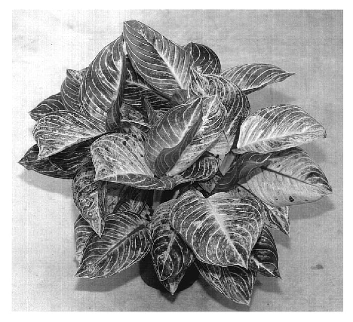 Figure 1 of US plant patent PP19690, the photograph of TWYAG0018 printed in the patent.