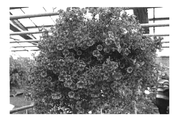 Figure 1 of US plant patent PP19691, the photograph of Westcasto printed in the patent.