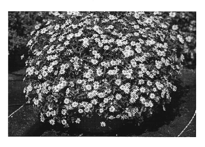 Figure 1 of US plant patent PP19692, the photograph of Wessateq printed in the patent.