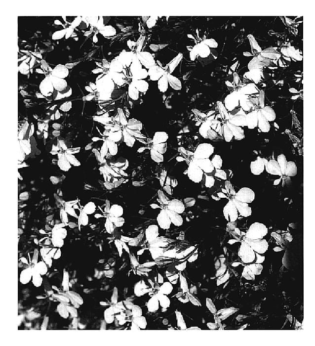 Figure 1 of US plant patent PP19693, the photograph of KLELE06115 printed in the patent.