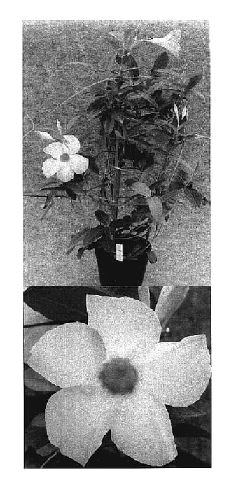 Figure 1 of US plant patent PP19694, the photograph of Sunparacopapi printed in the patent.