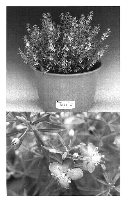 Figure 1 of US plant patent PP19695, the photograph of Suntutubu printed in the patent.