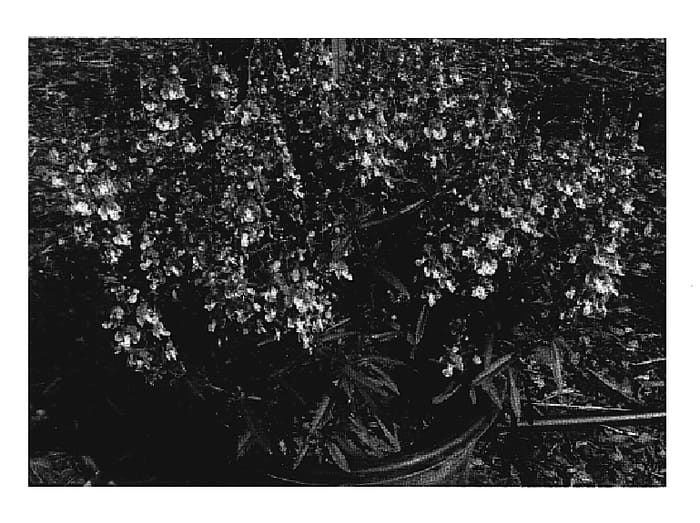 Figure 1 of US plant patent PP19696, the photograph of Anwedg printed in the patent.
