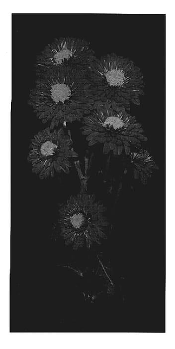 Figure 1 of US plant patent PP19697, the photograph of Yocandle printed in the patent.