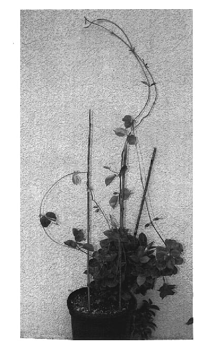 Figure 1 of US plant patent PP19698, the photograph of DIP 79 printed in the patent.