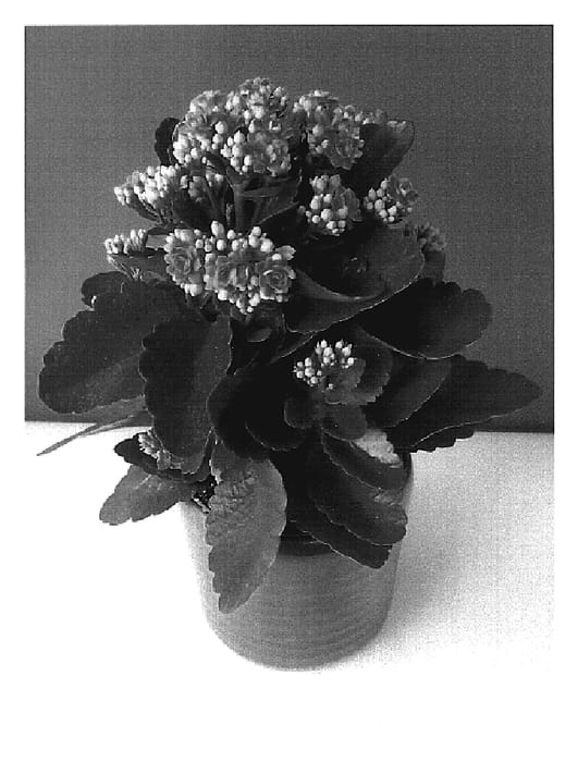 Figure 1 of US plant patent PP19699, the photograph of Don Sergio printed in the patent.