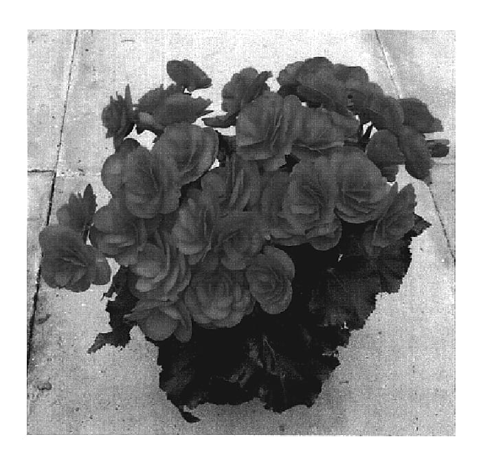 Figure 1 of US plant patent PP19700, the photograph of Bbdra printed in the patent.