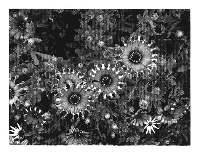Figure 1 of US plant patent PP19701, the photograph of DEL COM BW printed in the patent.
