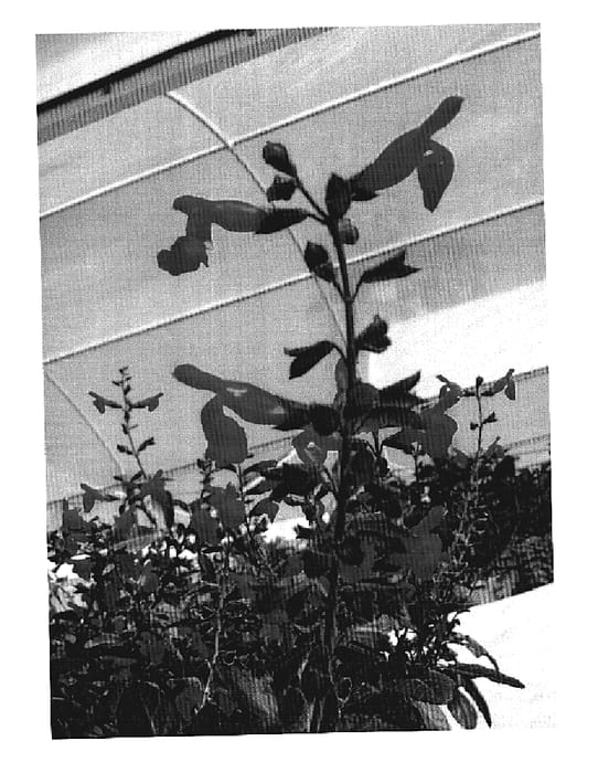 Figure 1 of US plant patent PP19702, the photograph of Sal Cerv 07 printed in the patent.