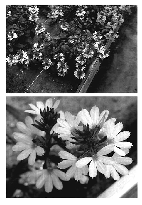 Figure 1 of US plant patent PP19703, the photograph of Wesscaecryimp printed in the patent.