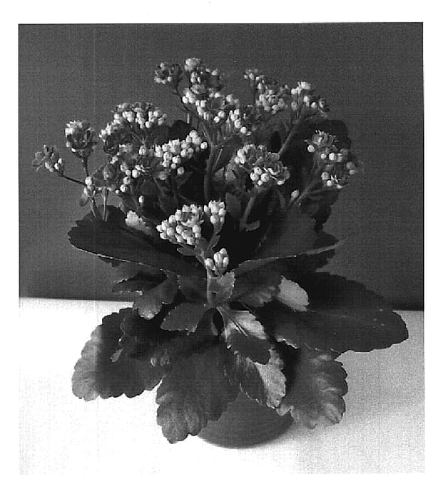 Figure 1 of US plant patent PP19704, the photograph of Don Angelo printed in the patent.