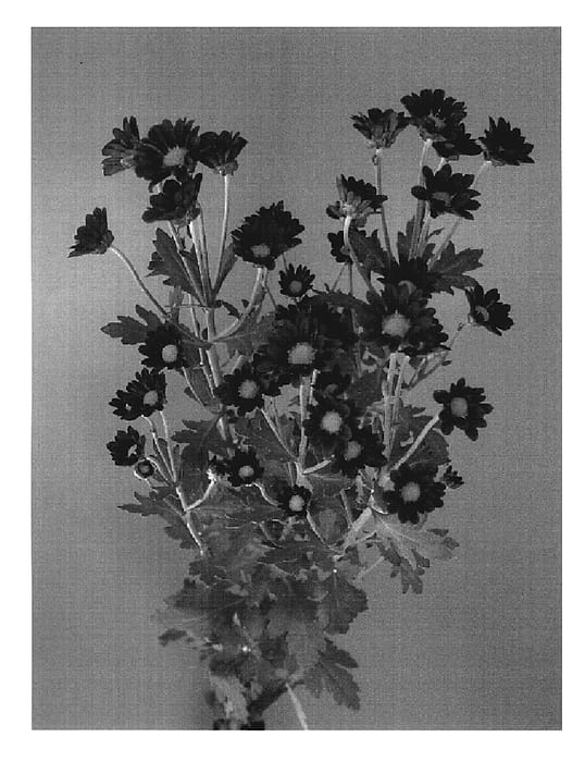 Figure 1 of US plant patent PP19705, the photograph of Dekamiata printed in the patent.