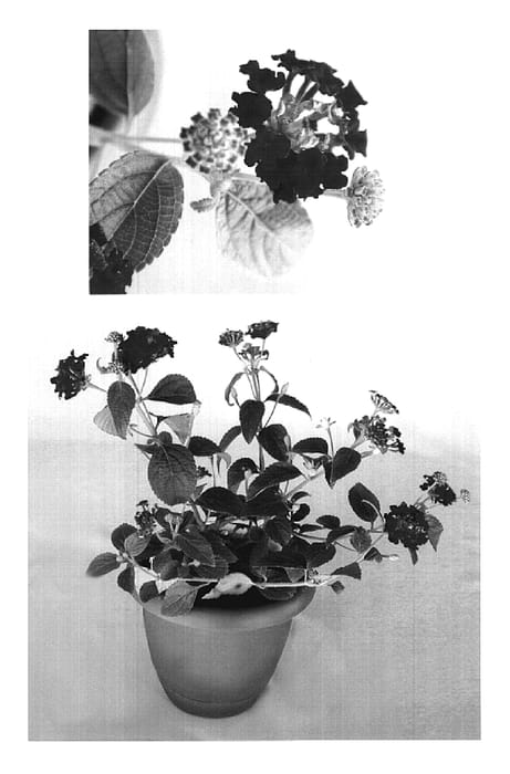Figure 1 of US plant patent PP19706, the photograph of 2003.301 printed in the patent.
