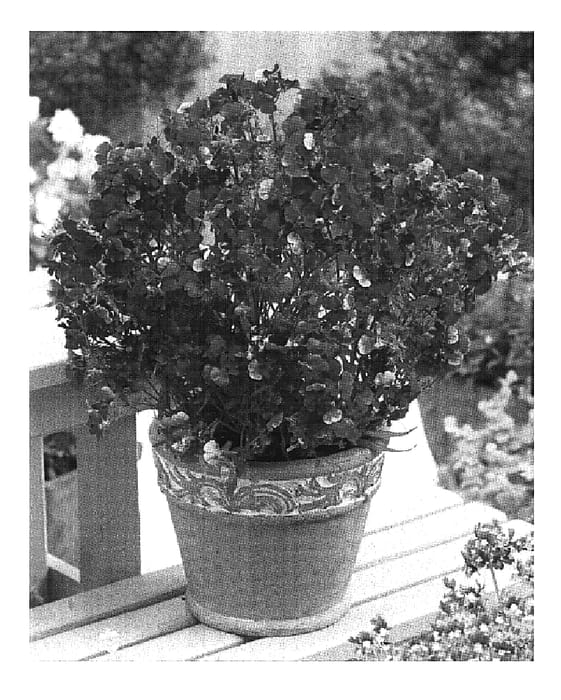 Figure 1 of US plant patent PP19707, the photograph of Wesnerasp printed in the patent.