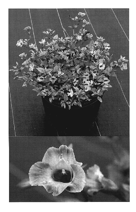 Figure 1 of US plant patent PP19708, the photograph of Sunrenipink printed in the patent.