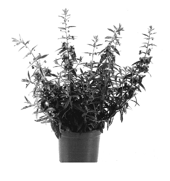 Figure 1 of US plant patent PP19709, the photograph of Zebra printed in the patent.